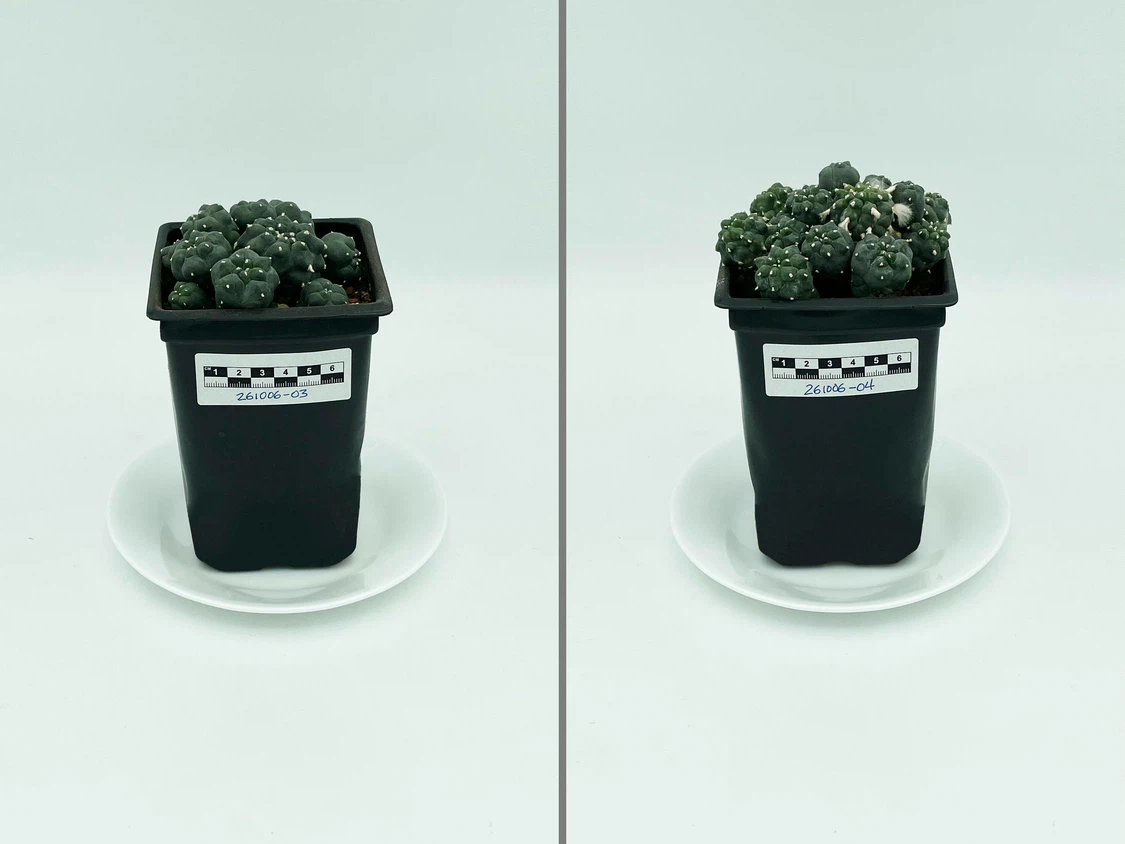 Lophophora Williamsii (Peyote) Cactus - photo 3