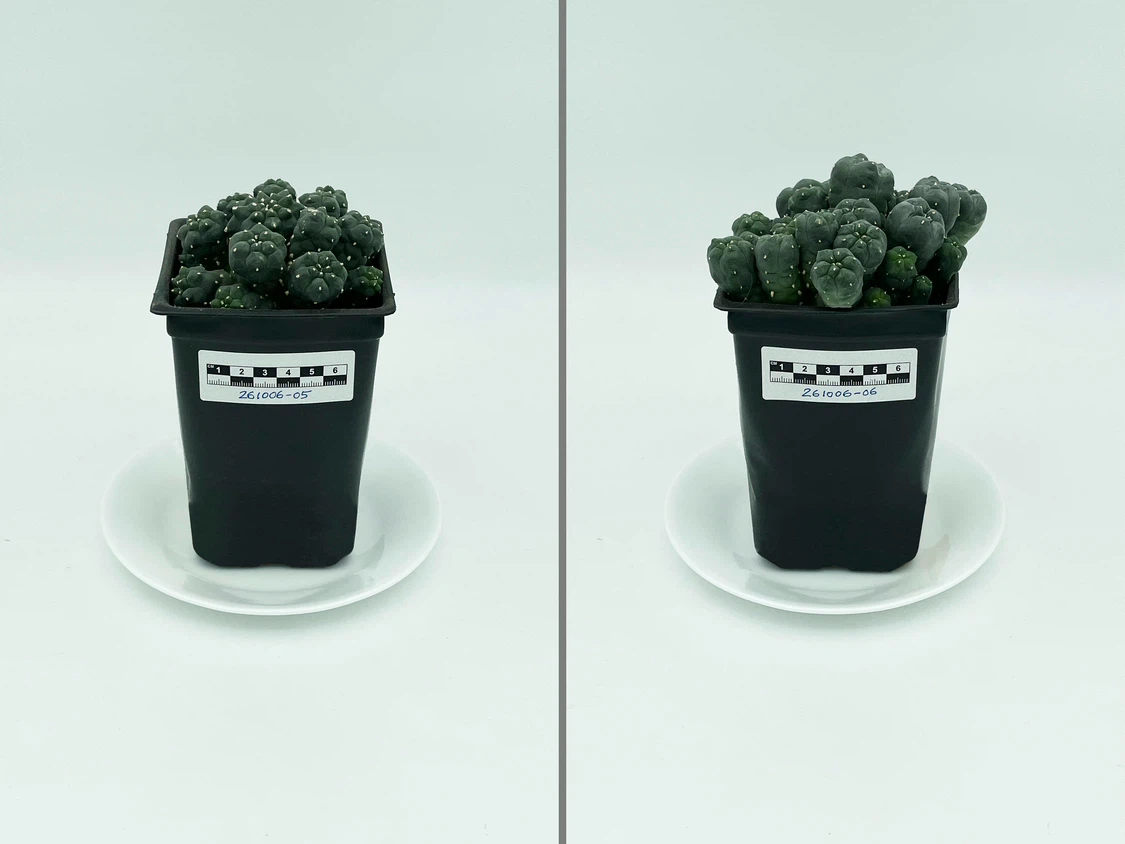 Lophophora Williamsii (Peyote) Cactus - photo 4