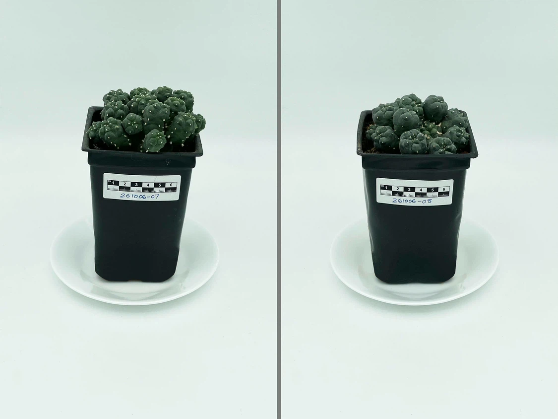 Lophophora Williamsii (Peyote) Cactus - photo 5