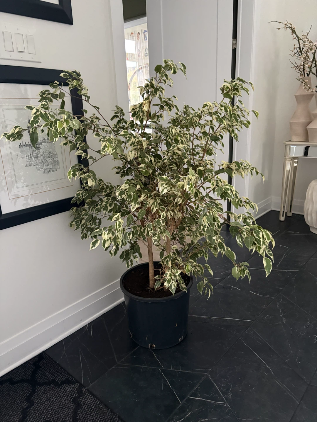 Ficus Benjamina potted plant