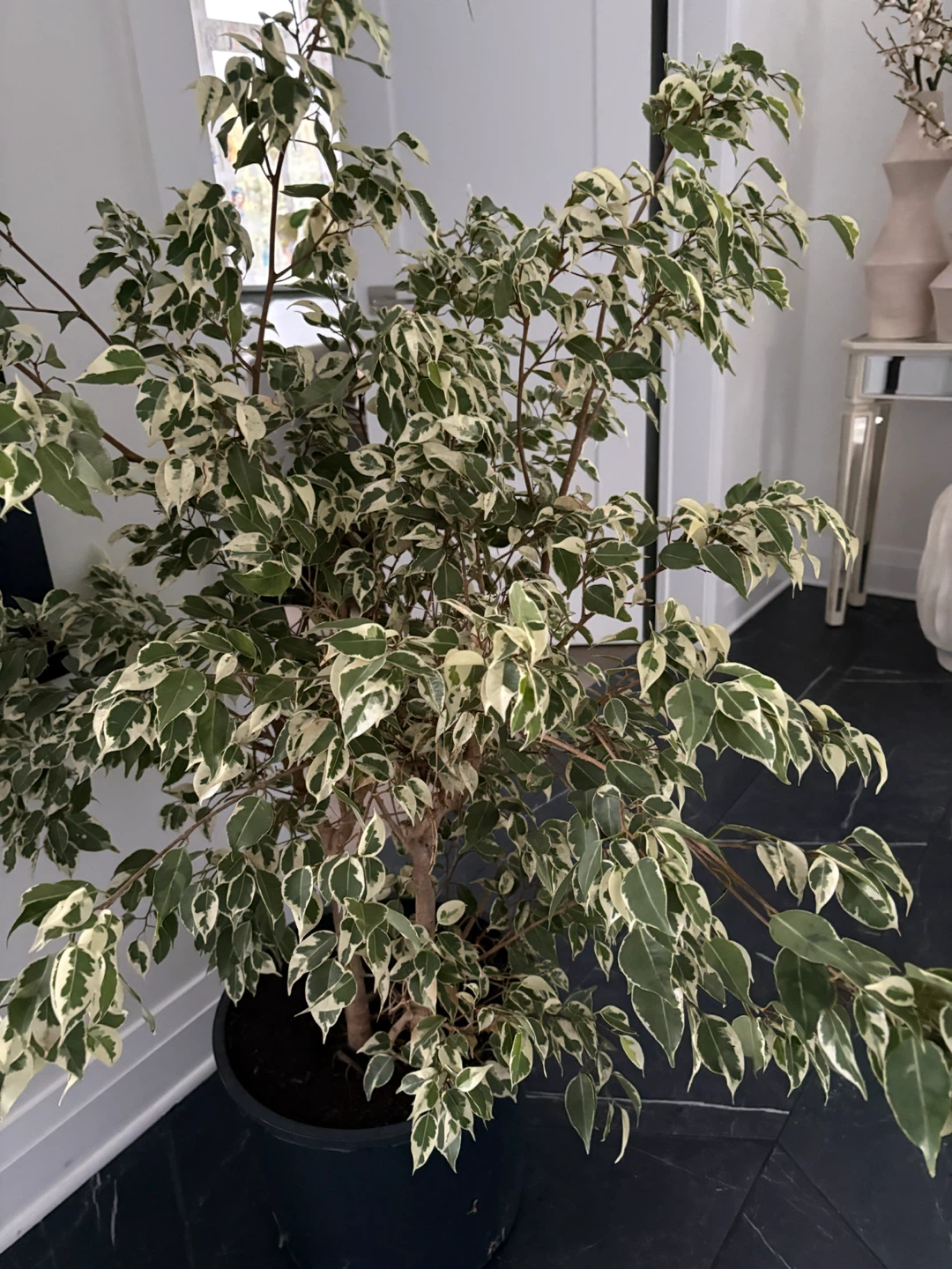 Ficus Benjamina potted plant - photo 2