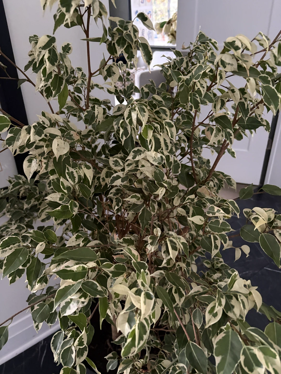 Ficus Benjamina potted plant - photo 3
