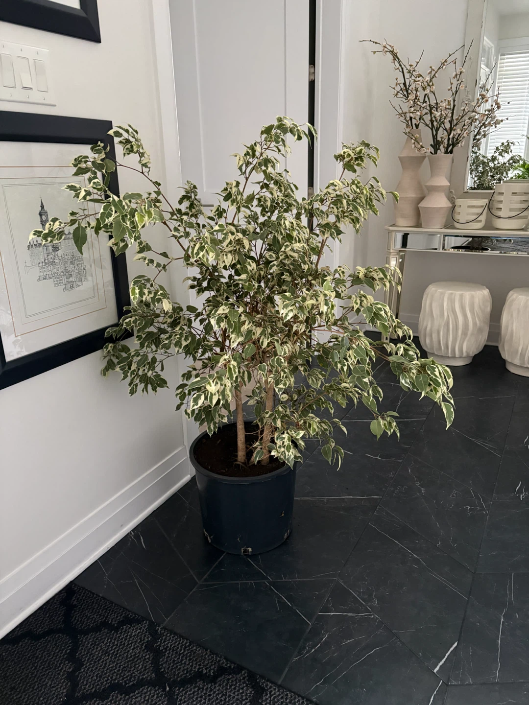 Ficus Benjamina potted plant - photo 4