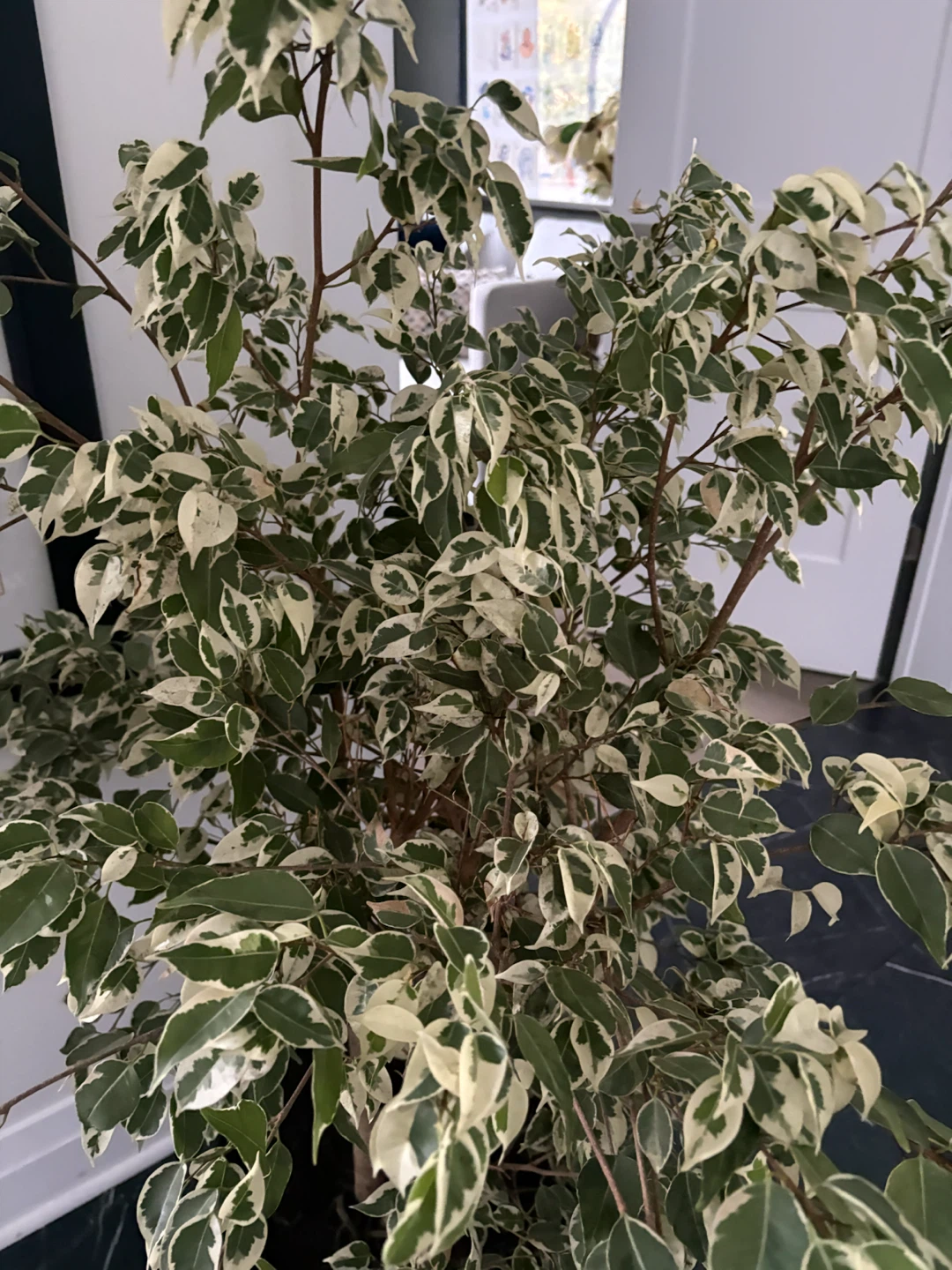 Ficus Benjamina potted plant - photo 5