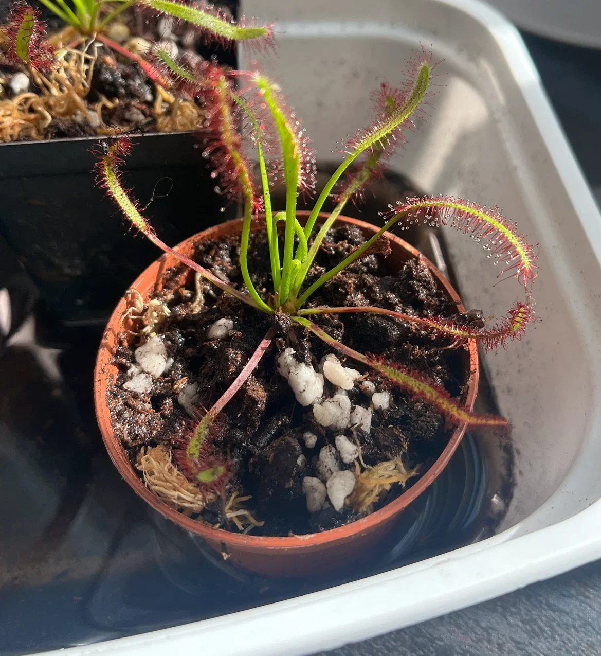 Drosera capensis sundew