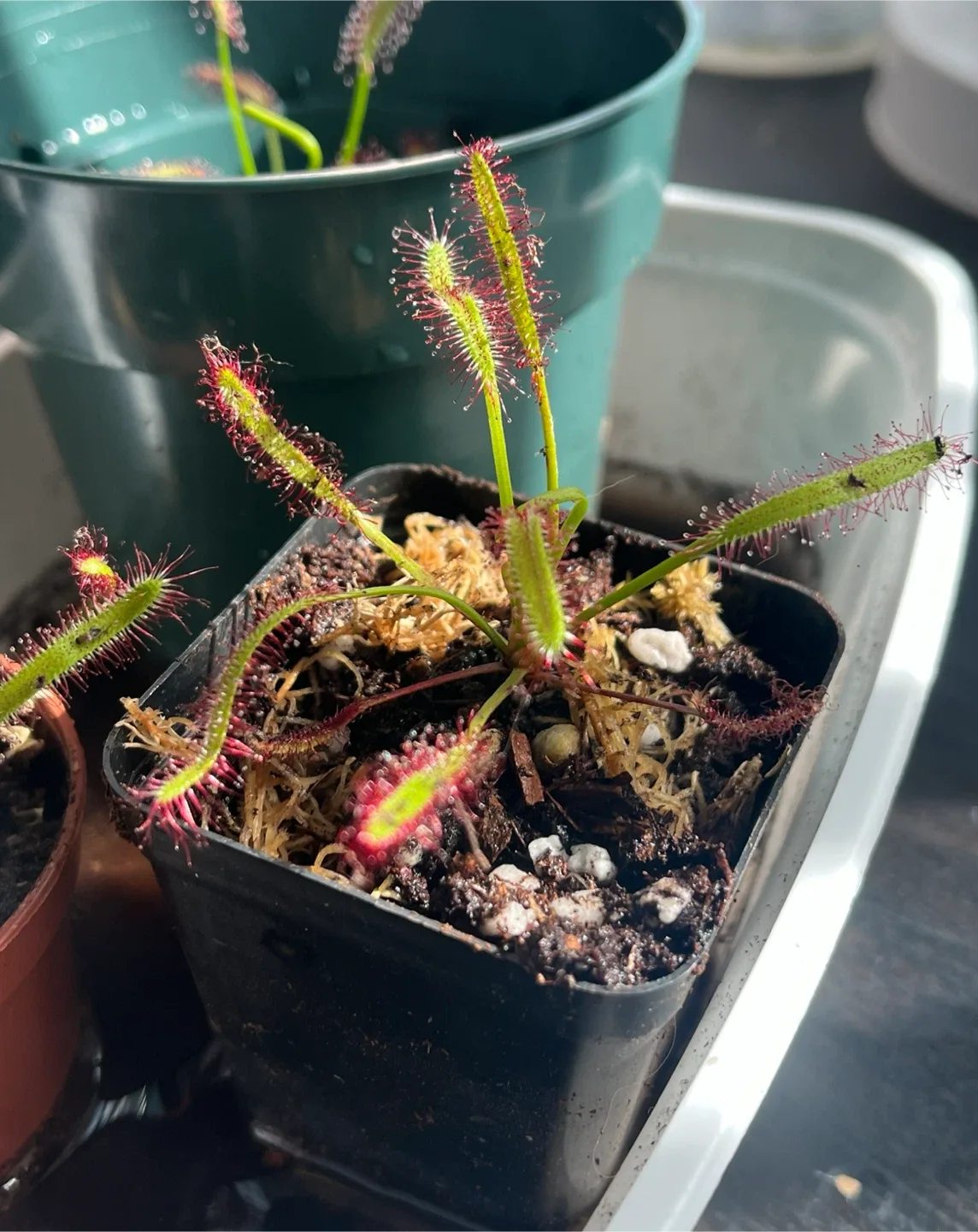Drosera capensis sundew - photo 2