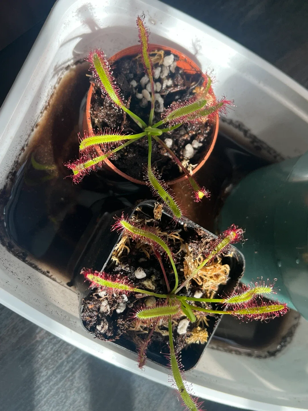 Drosera capensis sundew - photo 3