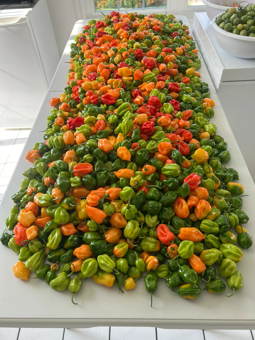 Fresh Organic Habanero Peppers