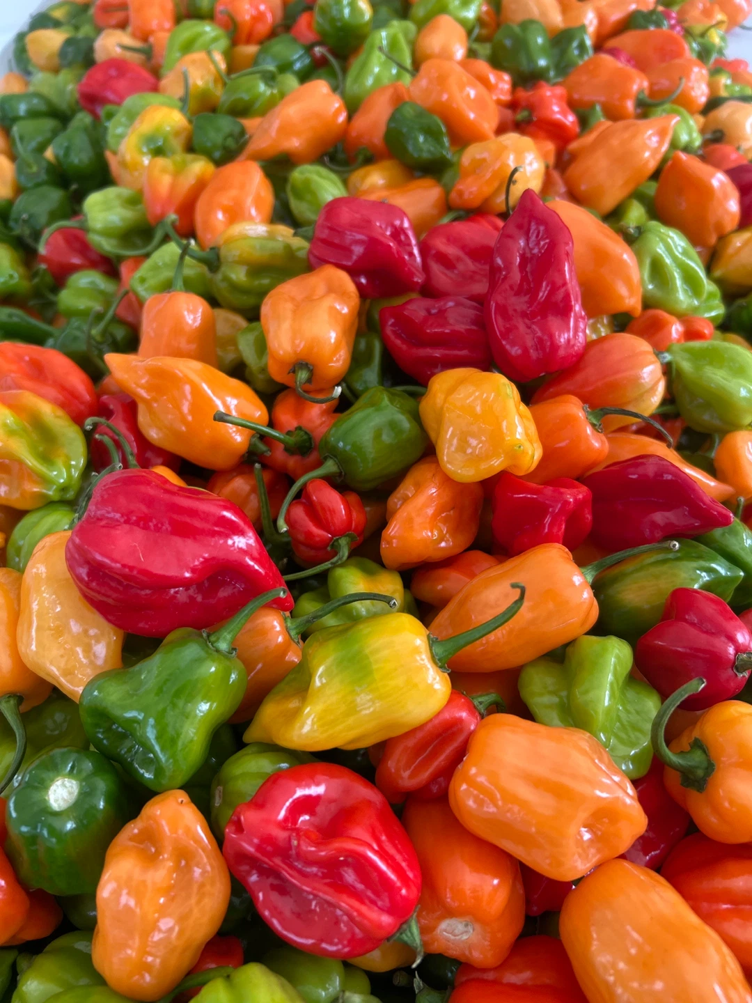 Fresh Organic Habanero Peppers - photo 3