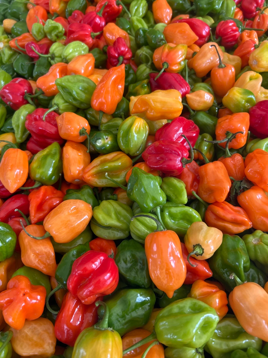 Fresh Organic Habanero Peppers - photo 4