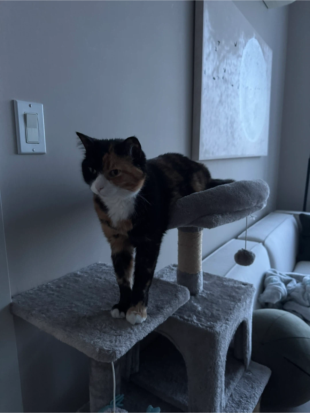 Cat tree (44.1” tall)