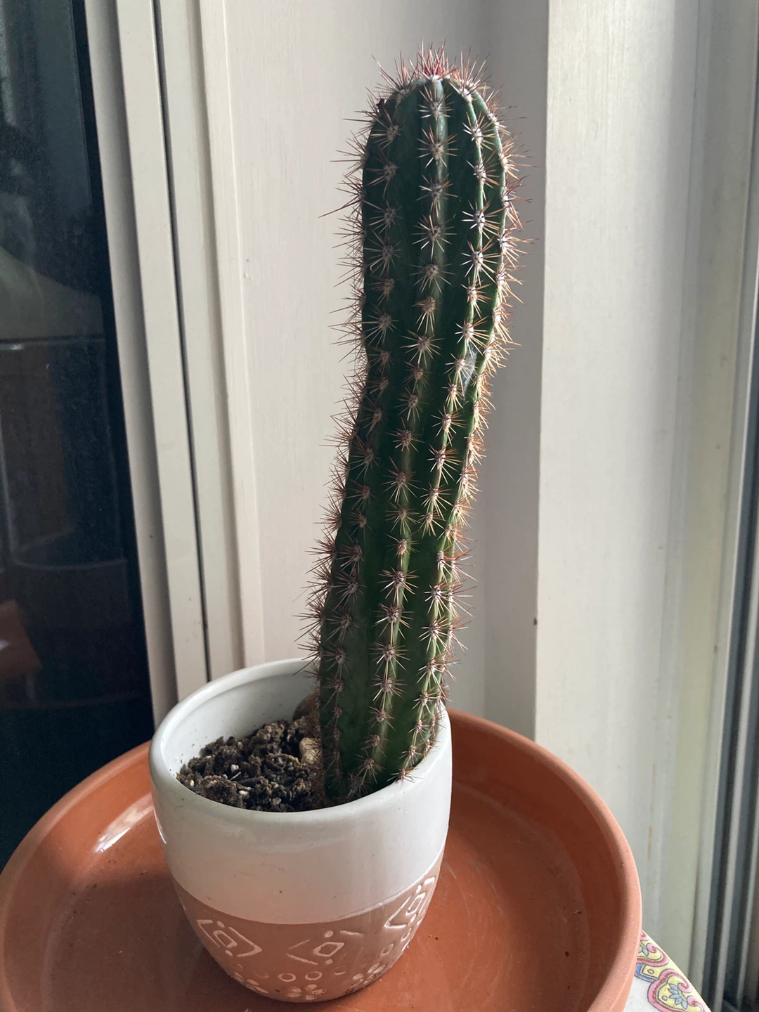 Tall Columnar Cactus in Decorative Pot
