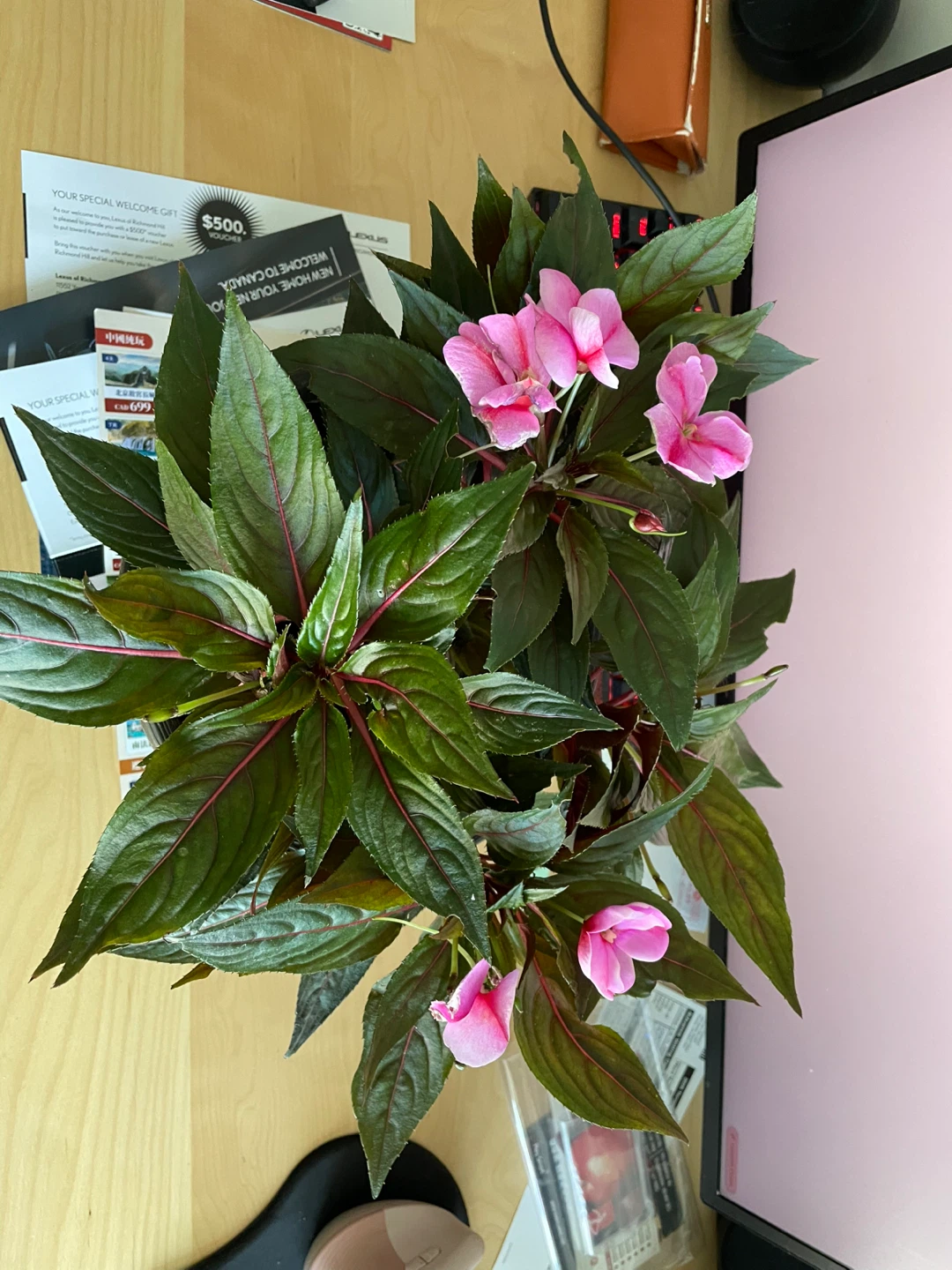 Impatiens Plant in Decorative Pot