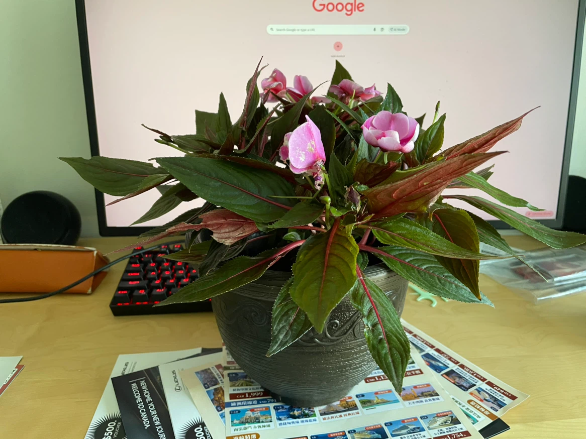 Impatiens Plant in Decorative Pot - photo 2