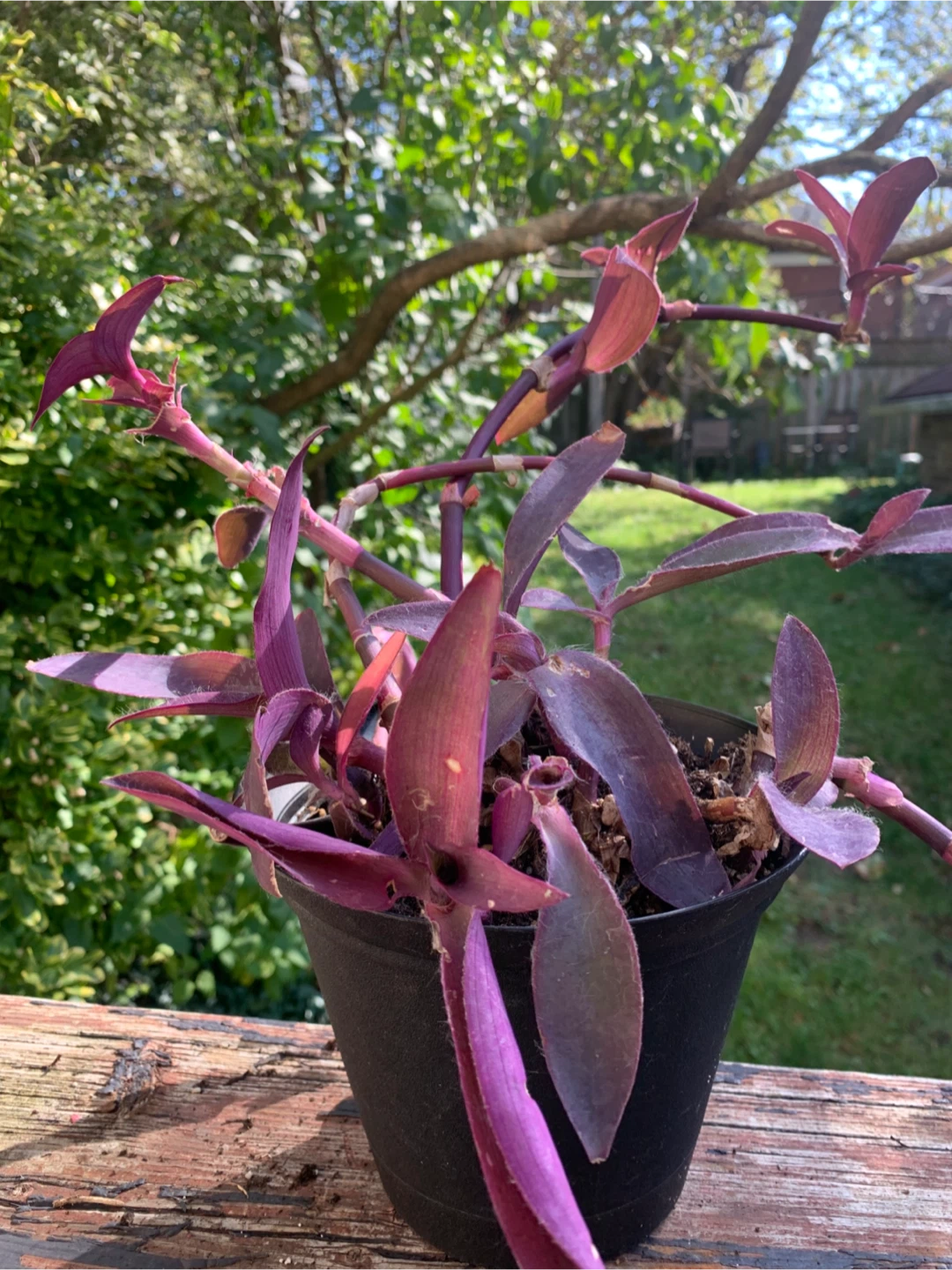 Purple Heart Tradescantia pallida Plant