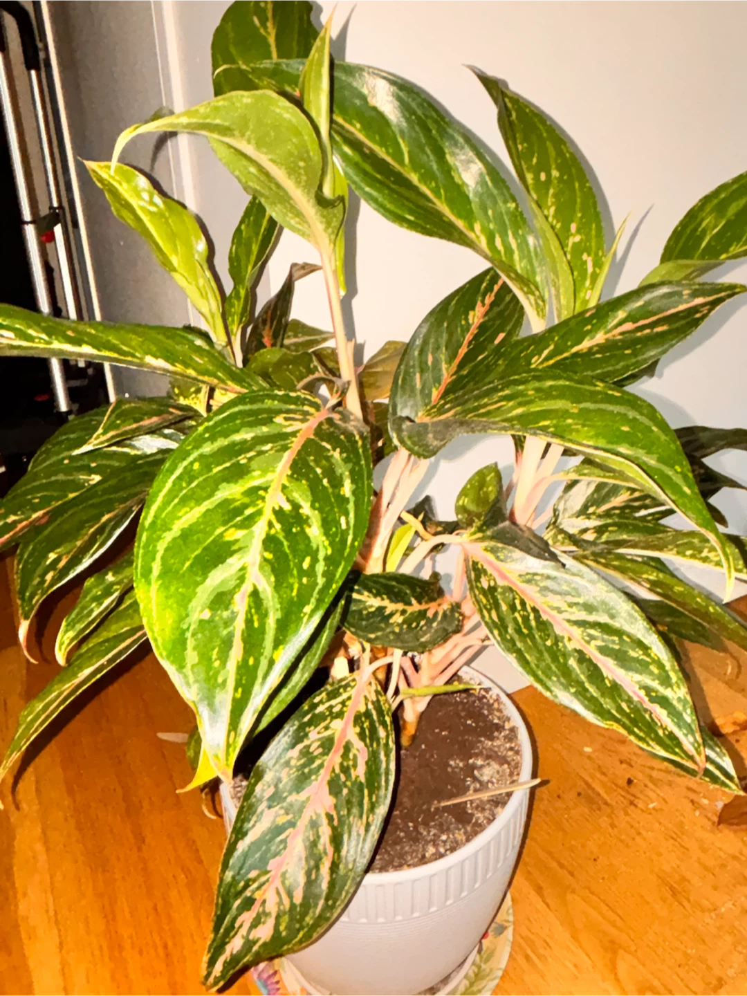 Aglaonema Chinese Evergreen Plant