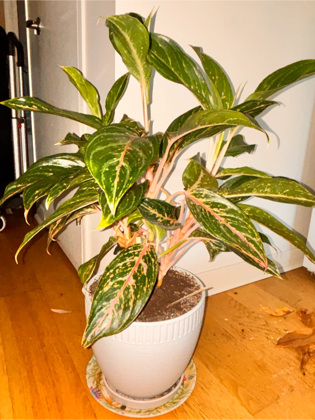 Aglaonema Chinese Evergreen Plant - photo 2
