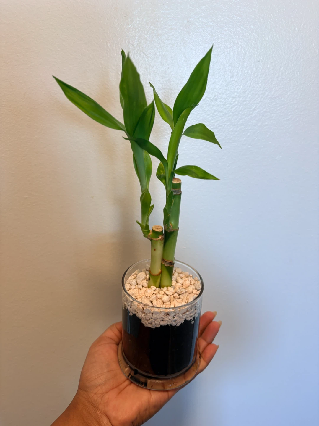 Lucky Bamboo plant in glass pot