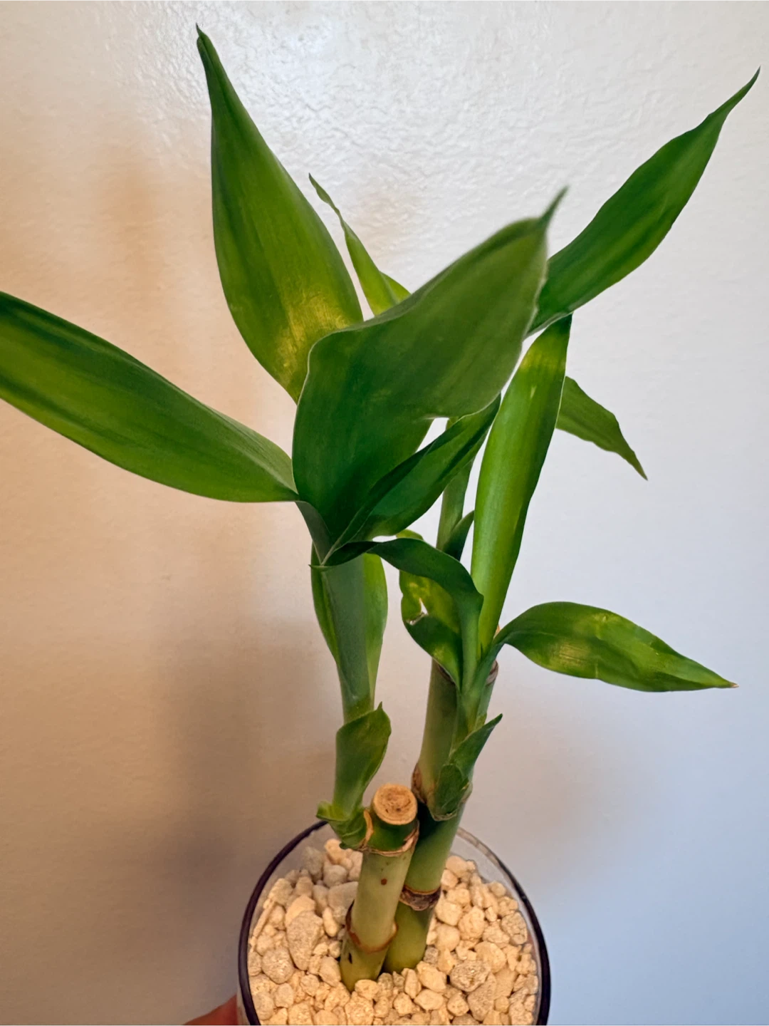 Lucky Bamboo plant in glass pot - photo 2