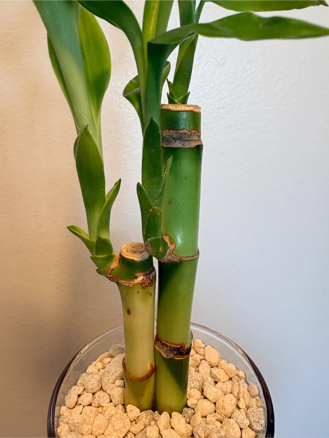Lucky Bamboo plant in glass pot - photo 3