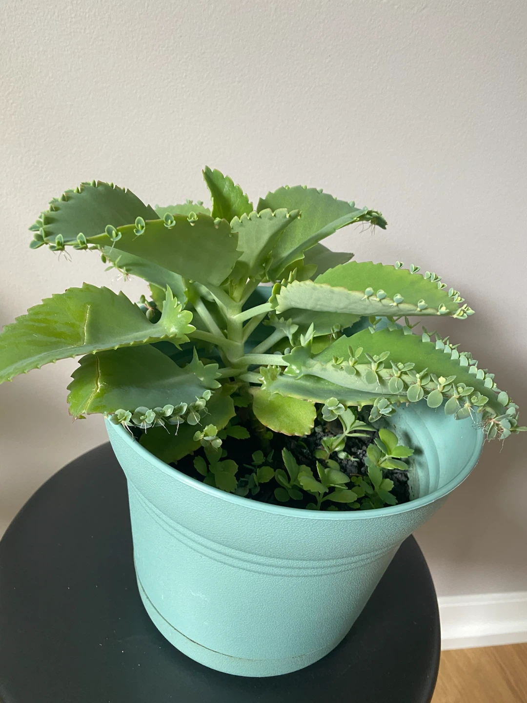 Mother of Thousands Succulent in Light Blue Pot - photo 2