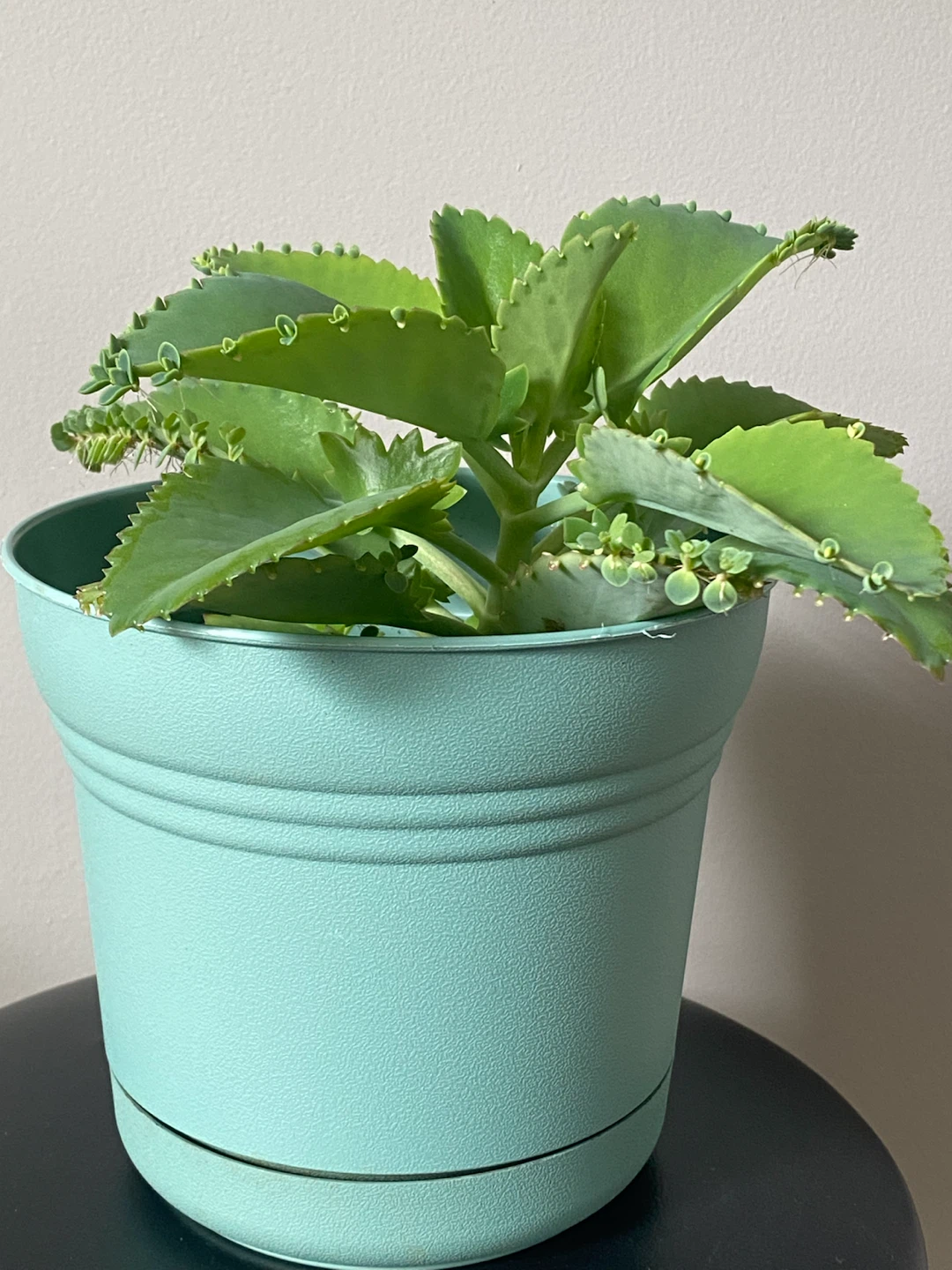 Mother of Thousands Succulent in Light Blue Pot - photo 3
