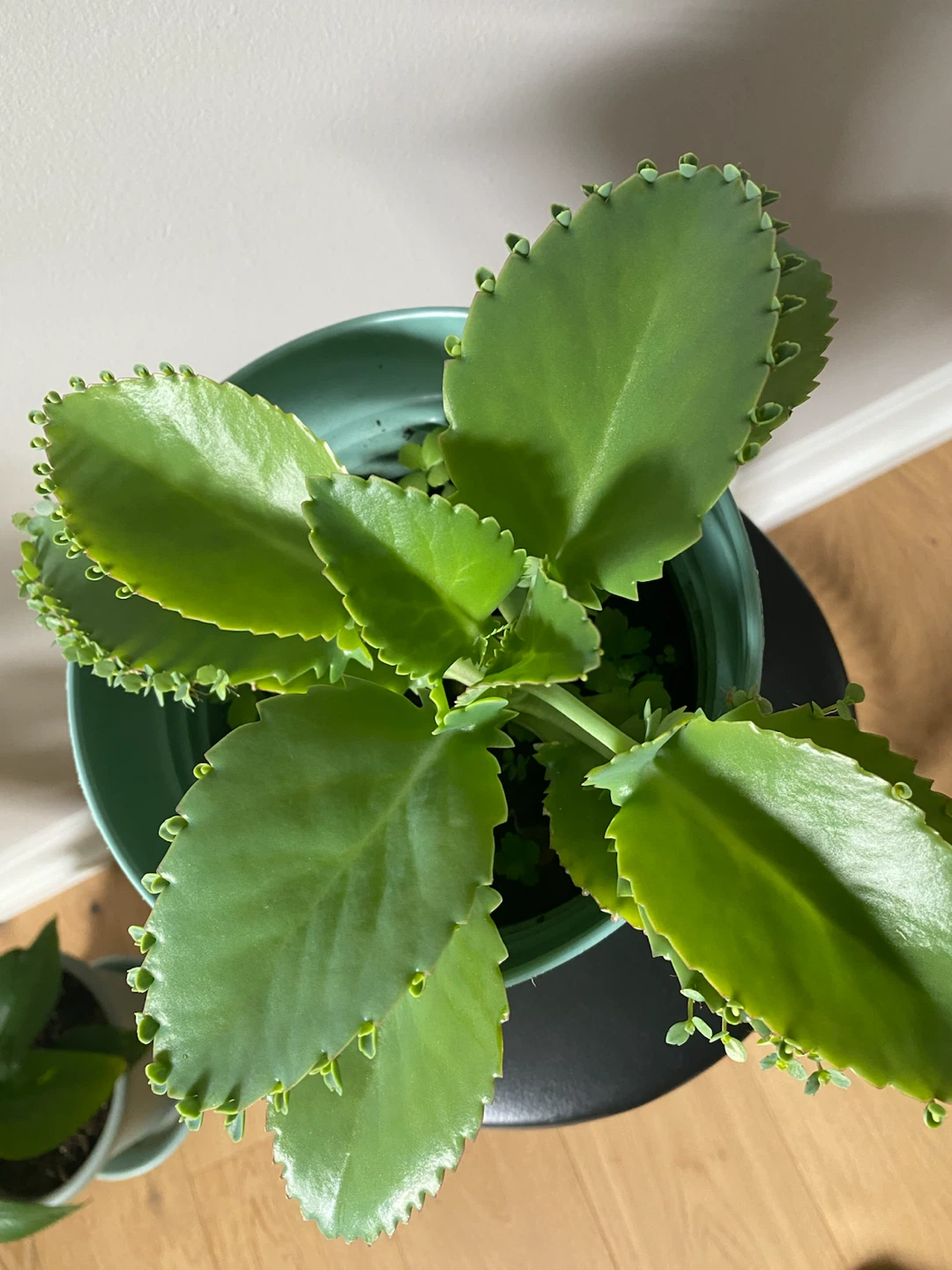 Mother of Thousands Succulent in Light Blue Pot