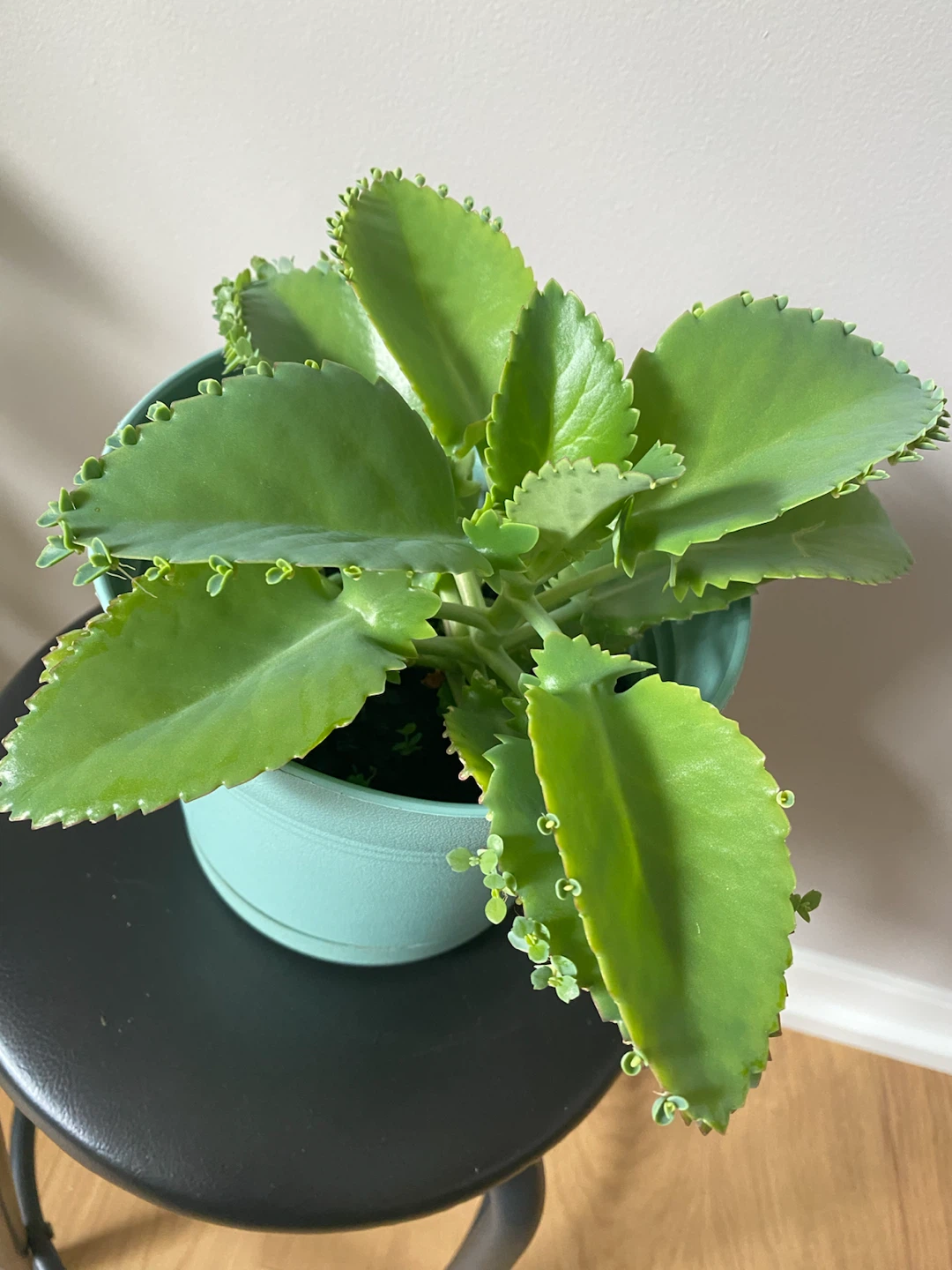 Mother of Thousands Succulent in Light Blue Pot - photo 4