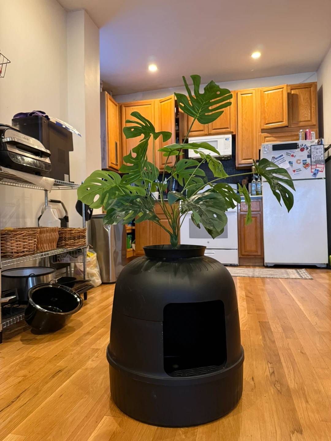 Black Enclosed Cat Litter Box