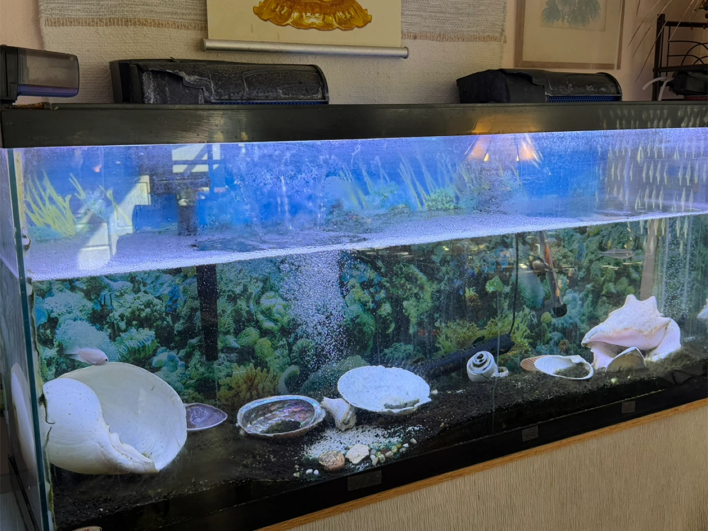 Large Glass Aquarium with Filtration System
