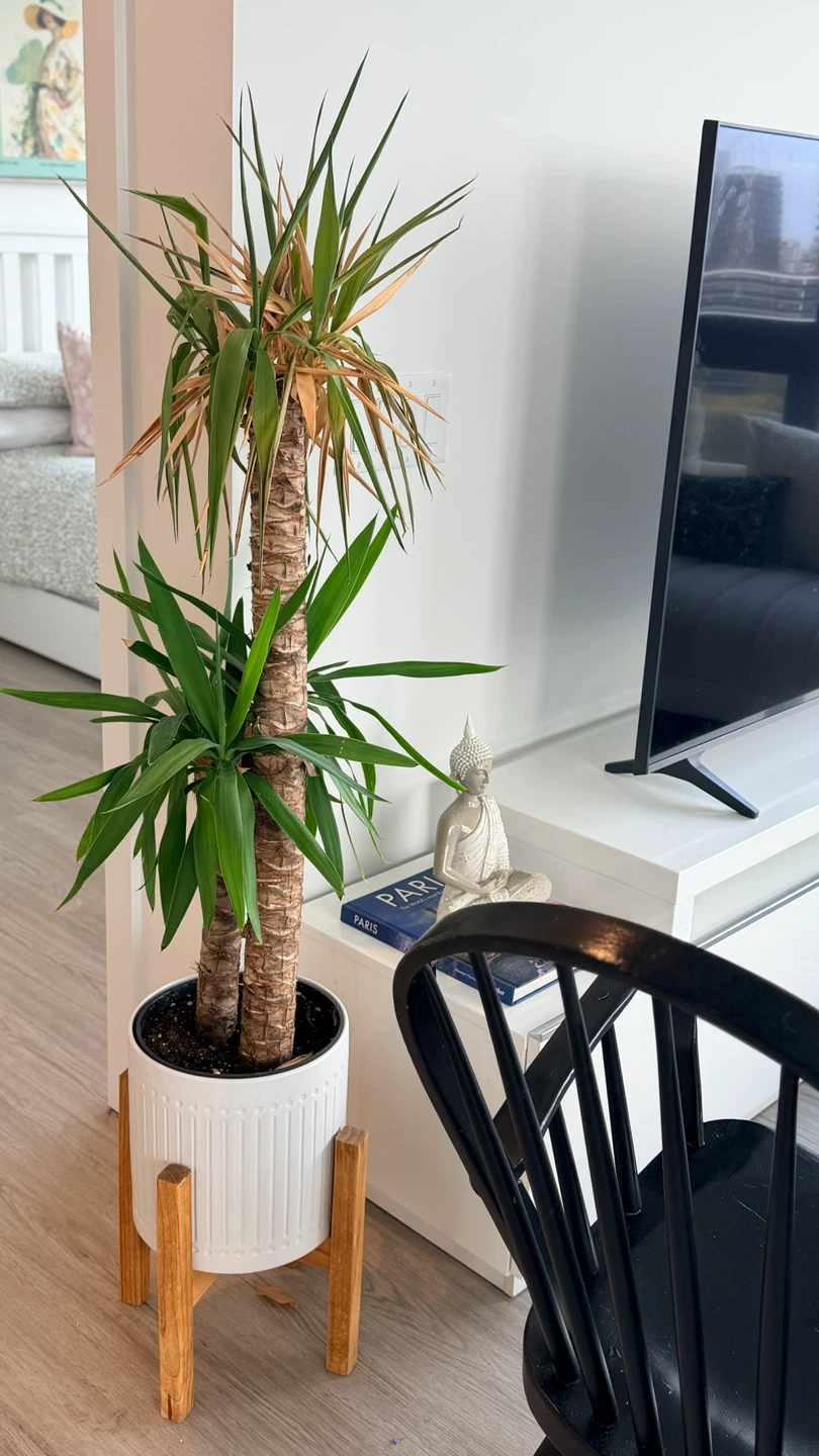 Yucca Cane Plant in White Ceramic Planter