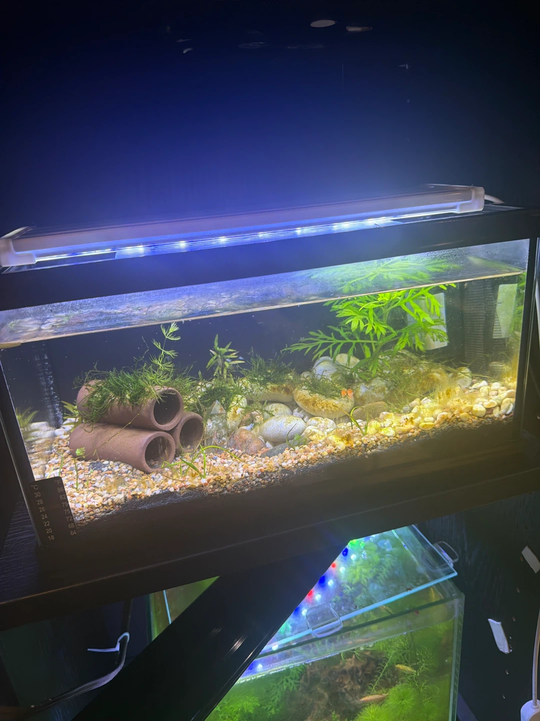 10 established aquarium fully equipped from 1.5 to 40 gallons - photo 2