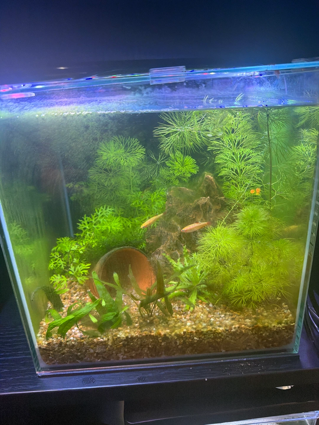 10 established aquarium fully equipped from 1.5 to 40 gallons - photo 3