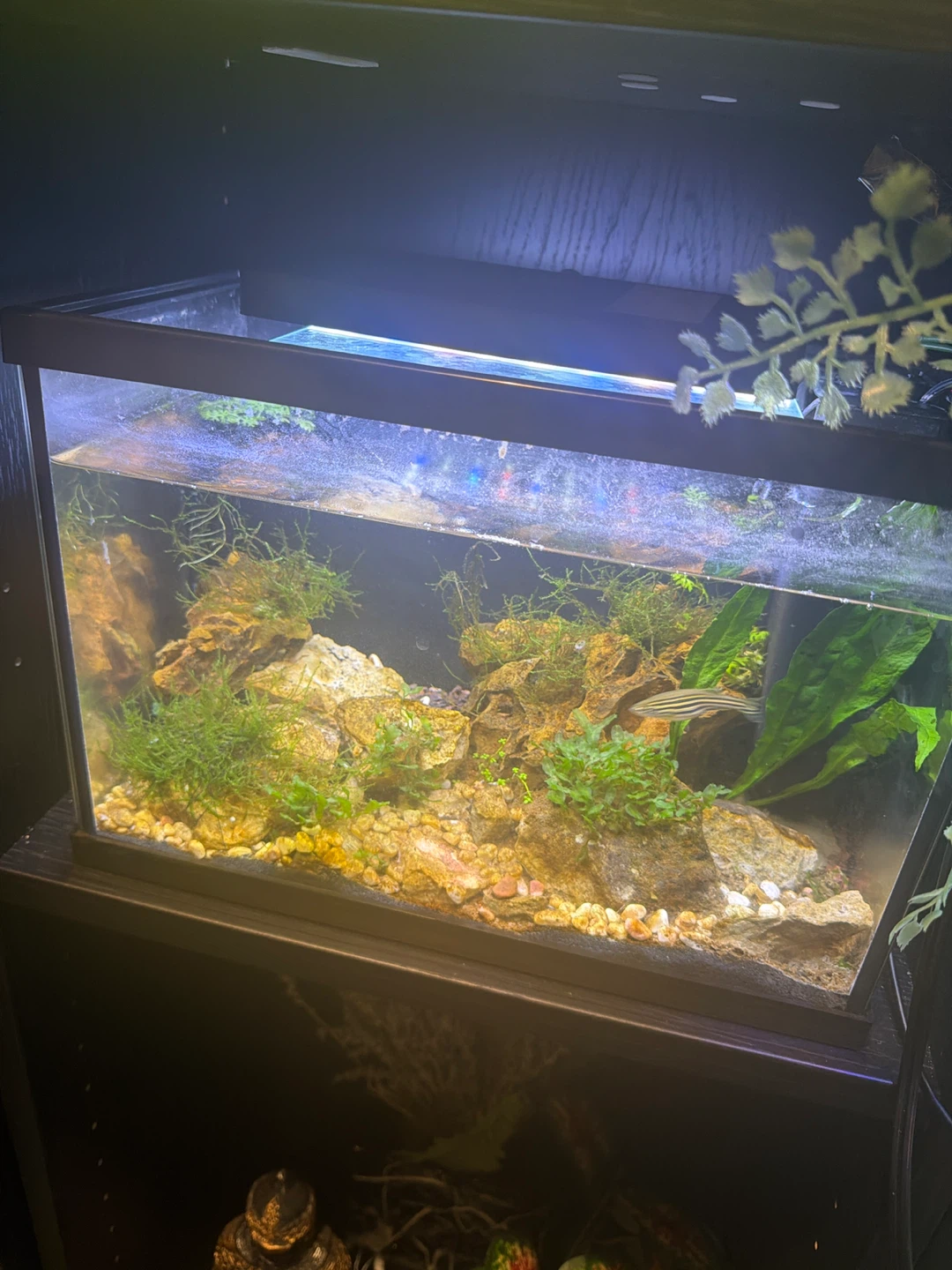 10 established aquarium fully equipped from 1.5 to 40 gallons - photo 4