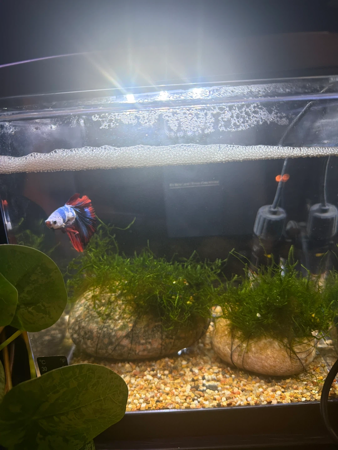 10 established aquarium fully equipped from 1.5 to 40 gallons - photo 5