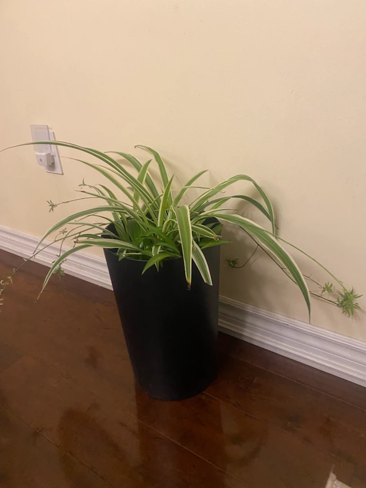 Spider Plant in Black Pot