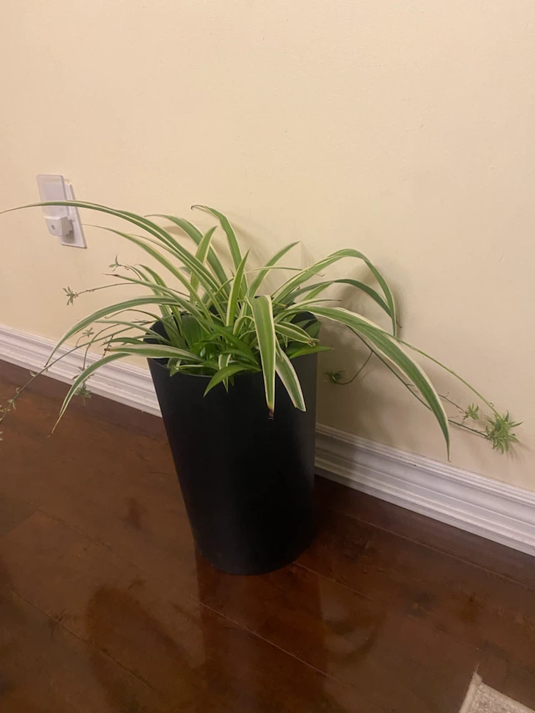 Spider Plant in Black Pot - photo 2