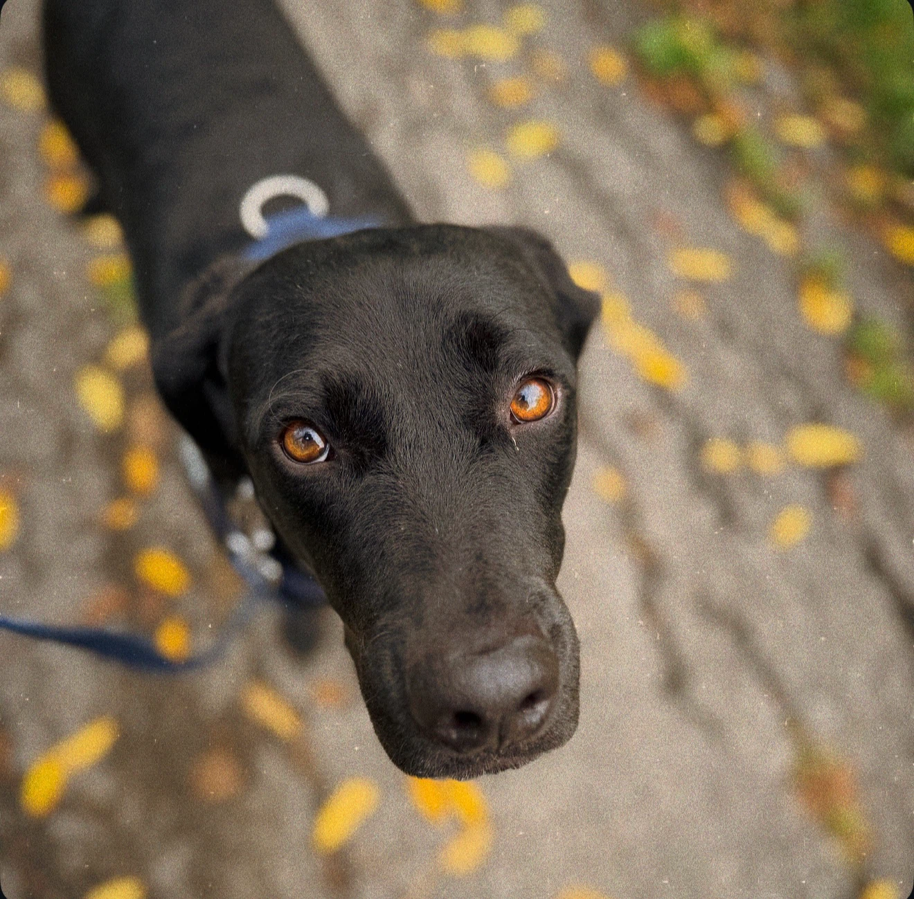 LOCAL DOG WALKER - photo 4