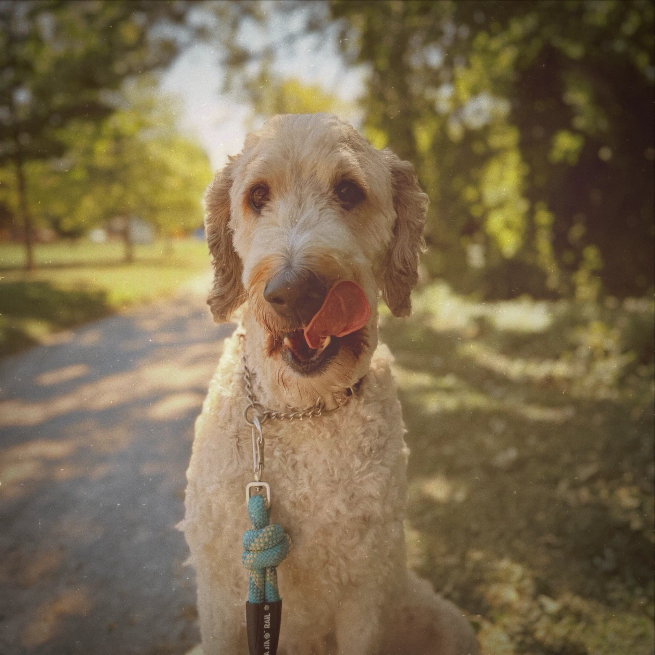 LOCAL DOG WALKER - photo 5