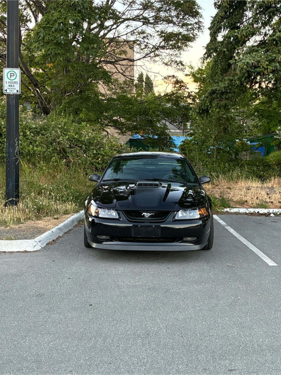 2003 Ford Mustang Mach 1 - photo 5