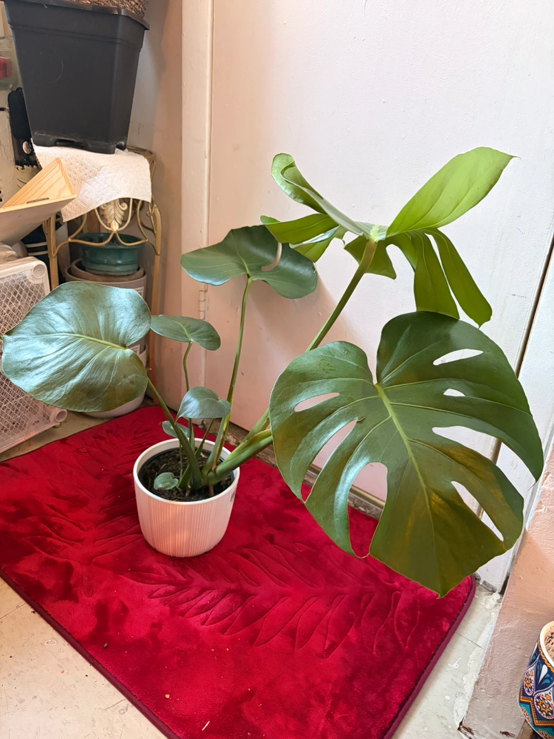 Monstera plant “It’s available read the description “