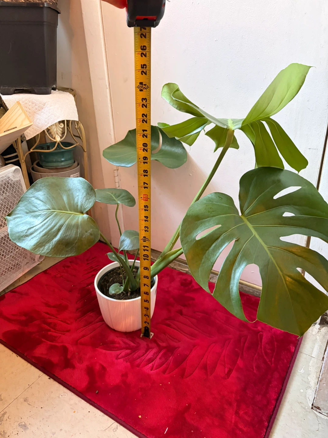 Monstera plant “It’s available read the description “ - photo 2