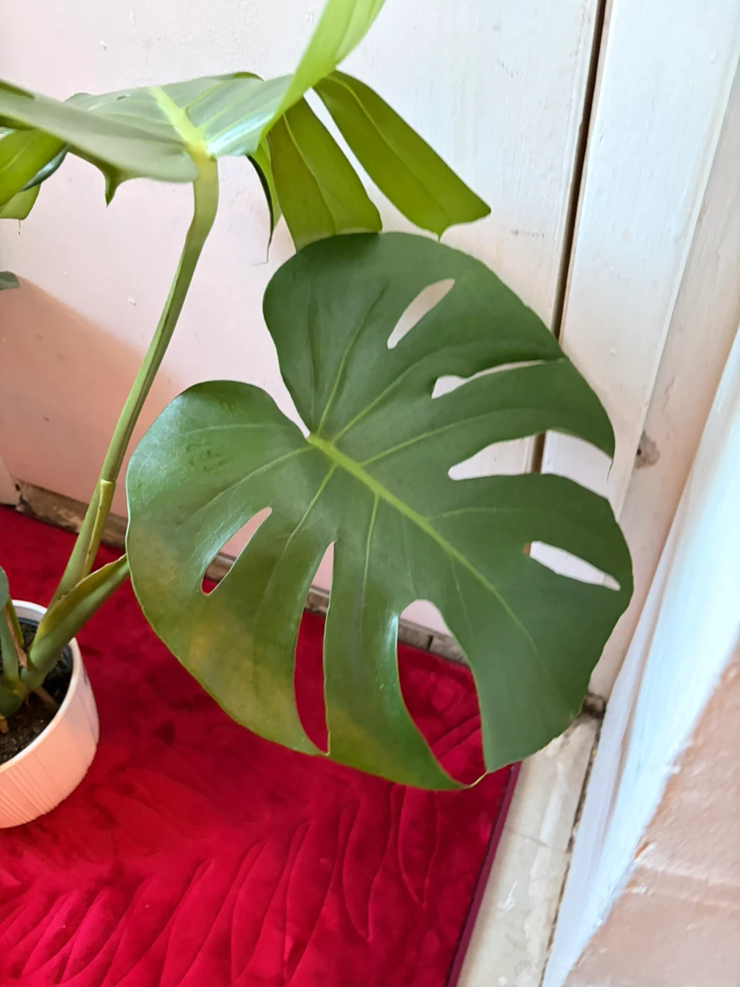 Monstera plant “It’s available read the description “ - photo 3