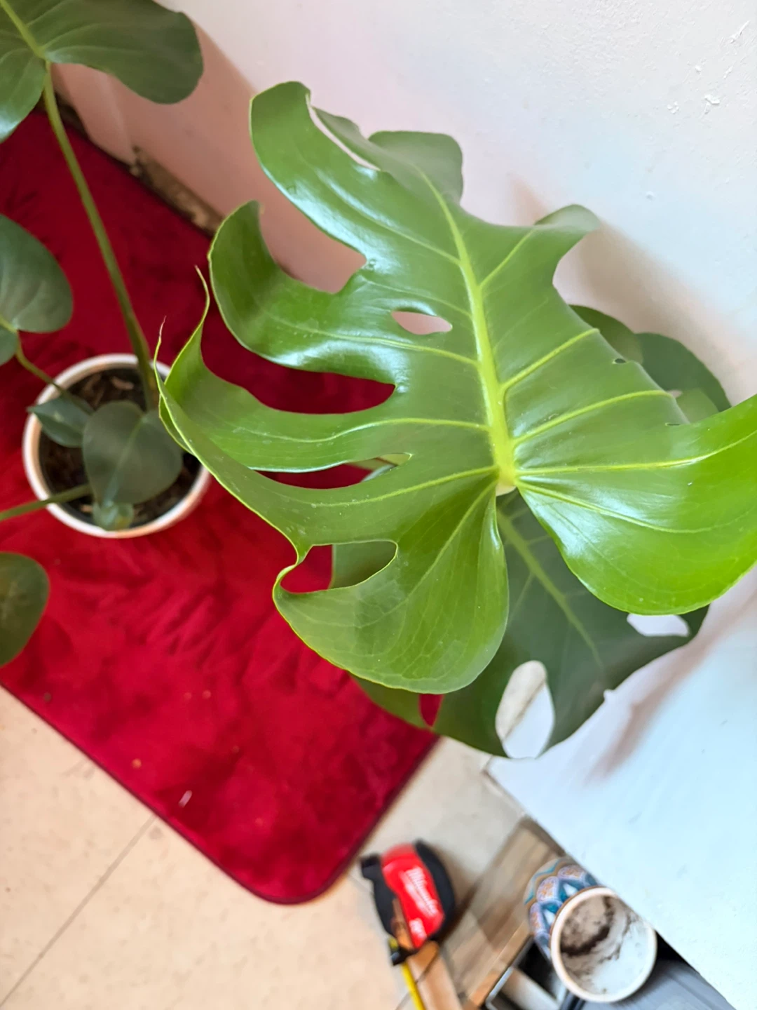 Monstera plant “It’s available read the description “ - photo 4