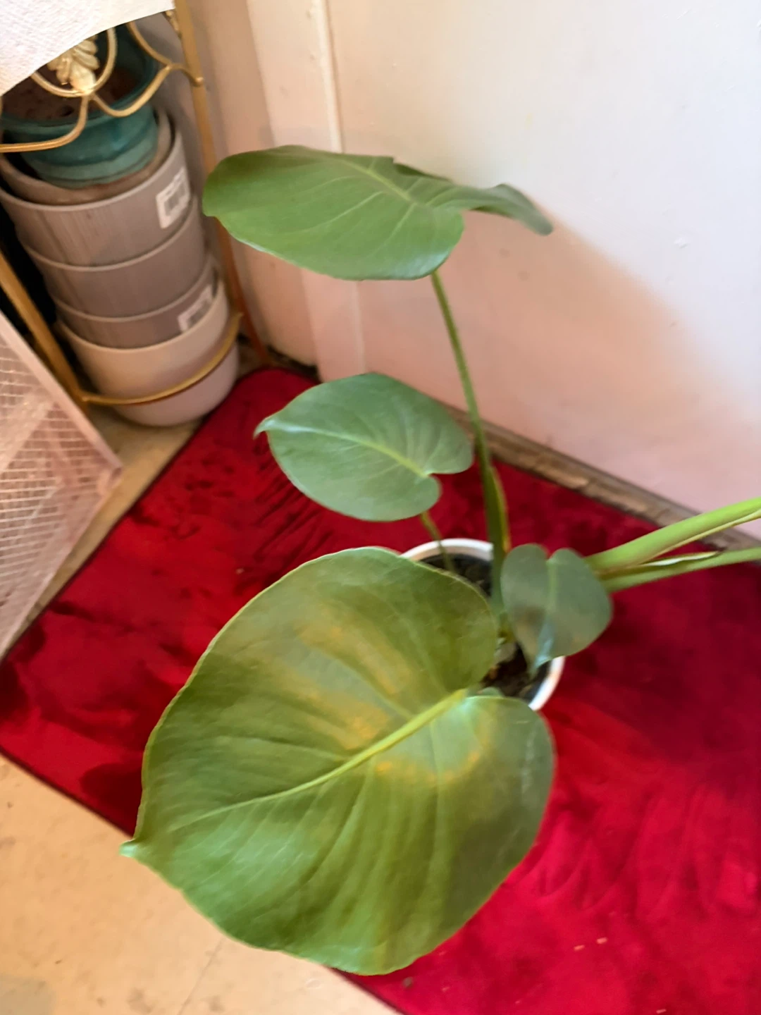 Monstera plant “It’s available read the description “ - photo 5