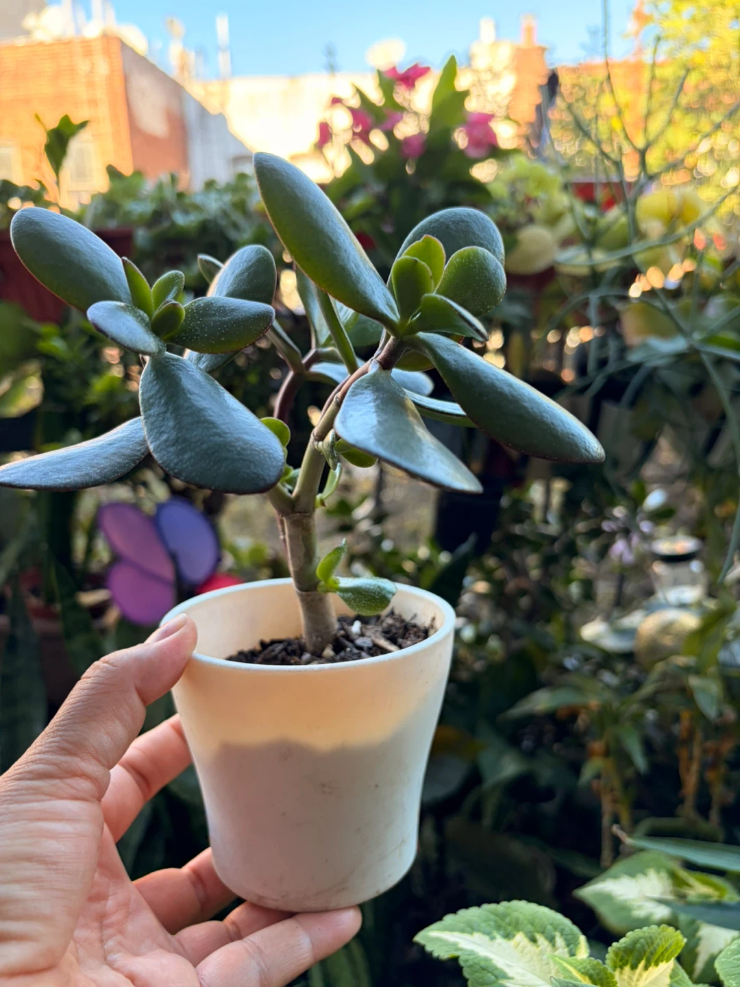 Jade plant “it’s available read the description “