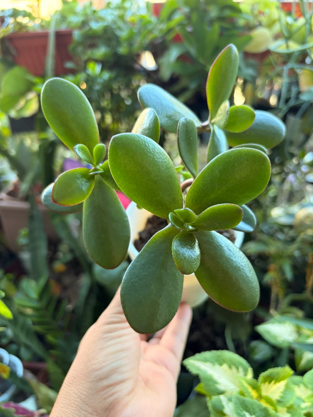 Jade plant “it’s available read the description “ - photo 2