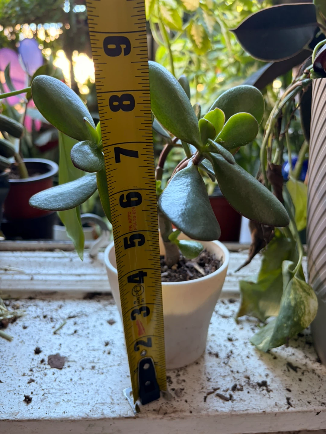 Jade plant “it’s available read the description “ - photo 3