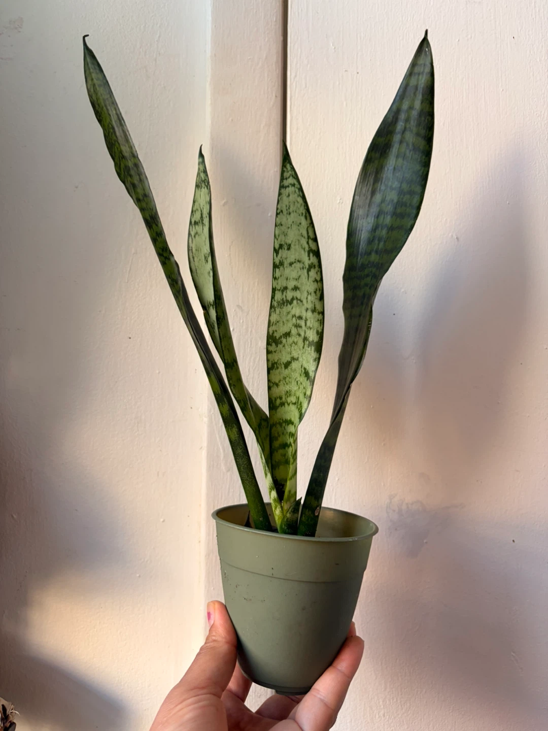 Snake plant “It’s available read the description “