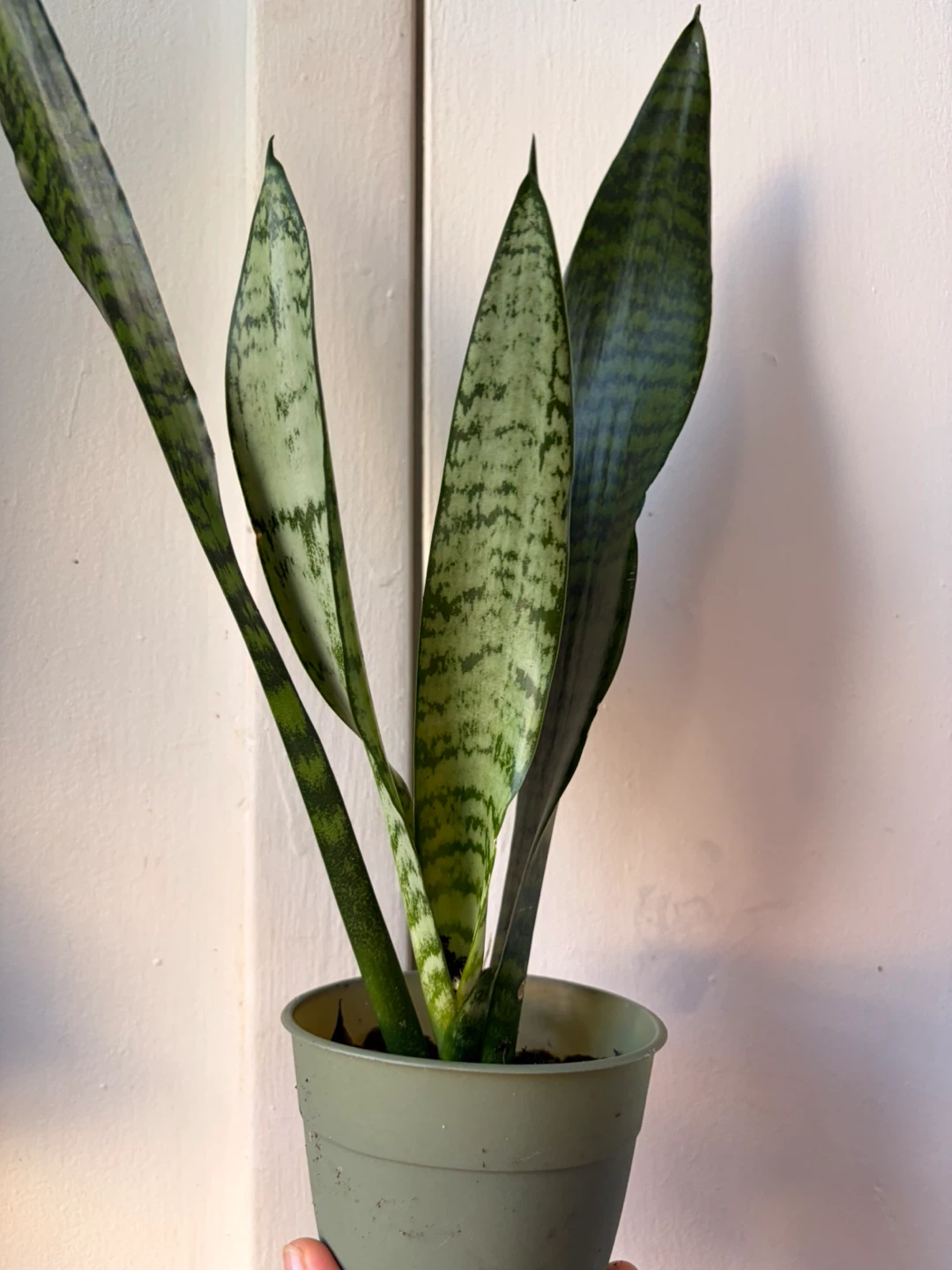 Snake plant “It’s available read the description “ - photo 2